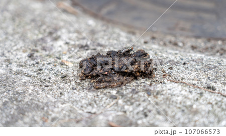 民家の軒先にされているハクビシンの糞 107066573