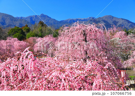 【三重県】梅が満開の鈴鹿の森庭園と鈴鹿山脈 【三重県】梅が満開の鈴鹿の森庭園と鈴鹿山脈 107066756