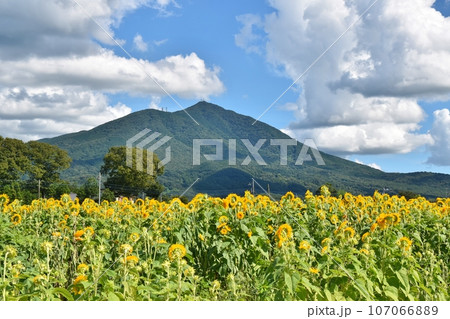 青空と筑波山と八重向日葵 茨城 青空と筑波山と八重向日葵 茨城 107066889