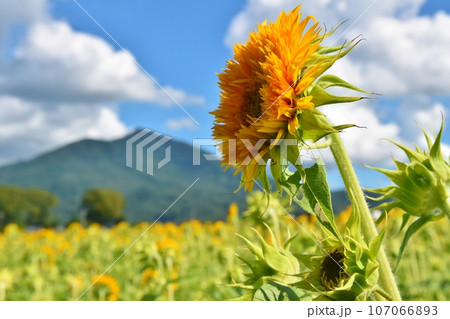 青空と筑波山と八重向日葵　茨城 107066893