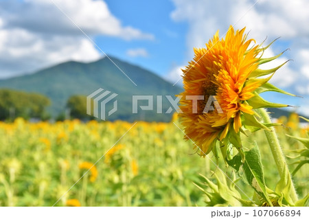 青空と筑波山と八重向日葵　茨城 107066894