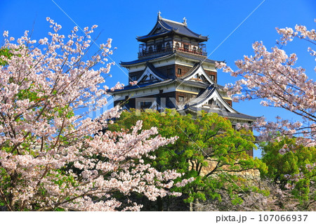 【広島県】桜が満開の広島城天守閣 107066937