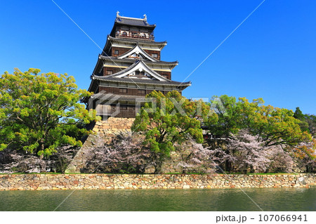 【広島県】桜が満開の広島城天守閣 【広島県】桜が満開の広島城天守閣 107066941