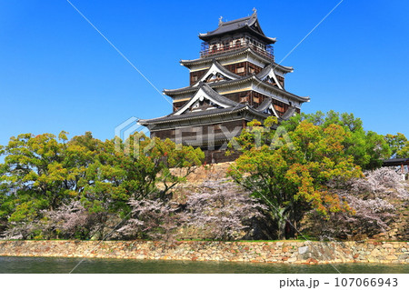 【広島県】桜が満開の広島城天守閣 【広島県】桜が満開の広島城天守閣 107066943