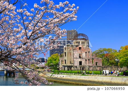 【広島県】満開の桜と原爆ドーム 107066950