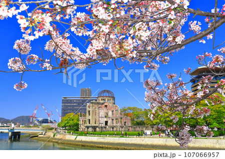 【広島県】満開の桜と原爆ドーム 107066957