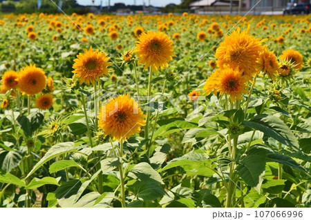 一面の八重向日葵　茨城 107066996