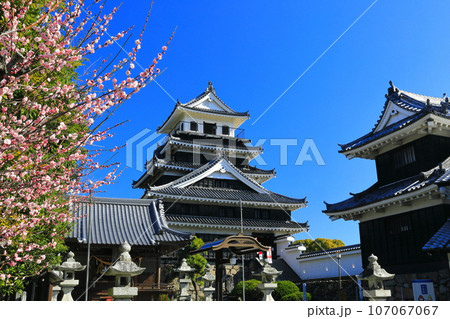 【大分県】晴天の中津城と紅梅 【大分県】晴天の中津城と紅梅 107067067