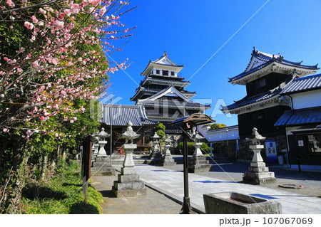 【大分県】晴天の中津城と紅梅 【大分県】晴天の中津城と紅梅 107067069