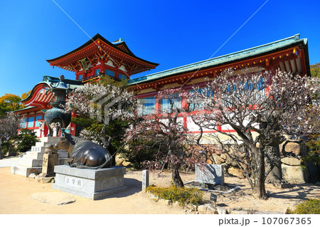 【山口県】満開の梅まつりの防府天満宮 107067365