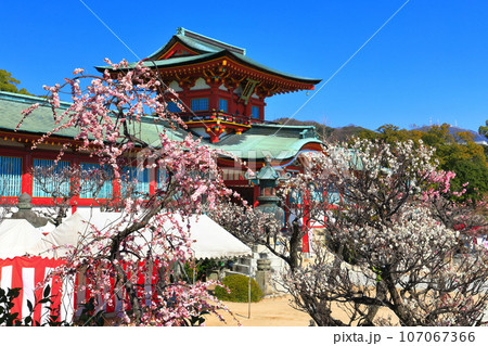 【山口県】満開の梅まつりの防府天満宮 【山口県】満開の梅まつりの防府天満宮 107067366