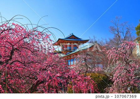 【山口県】満開の梅まつりの防府天満宮 107067369