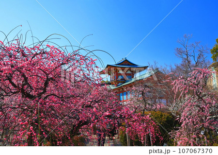 【山口県】満開の梅まつりの防府天満宮 107067370