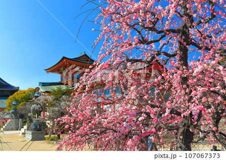 【山口県】満開の梅まつりの防府天満宮 【山口県】満開の梅まつりの防府天満宮 107067373