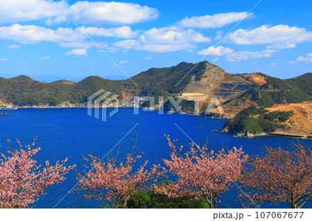 【大分県】晴天の四浦半島の四浦展望台の河津桜（津久見）　 107067677