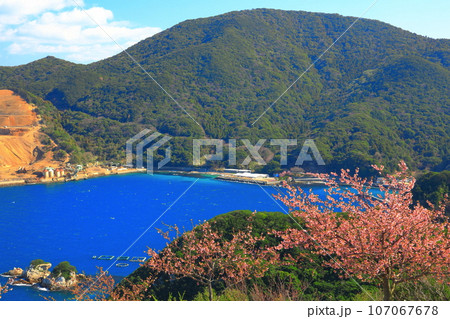 【大分県】晴天の四浦半島の四浦展望台の河津桜(津久見) 【大分県】晴天の四浦半島の四浦展望台の河津桜(津久見) 107067678