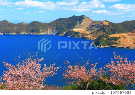 【大分県】晴天の四浦半島の四浦展望台の河津桜（津久見）　 107067682