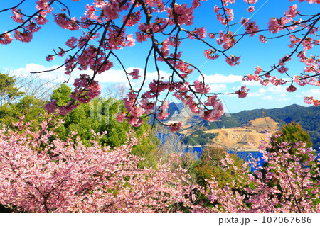 【大分県】晴天の四浦半島の四浦展望台の河津桜（津久見）　 107067686