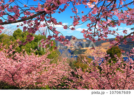 【大分県】晴天の四浦半島の四浦展望台の河津桜(津久見) 【大分県】晴天の四浦半島の四浦展望台の河津桜(津久見) 107067689