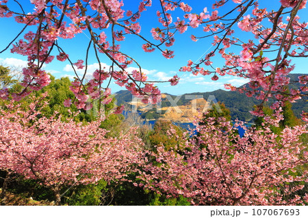 【大分県】晴天の四浦半島の四浦展望台の河津桜(津久見) 【大分県】晴天の四浦半島の四浦展望台の河津桜(津久見) 107067693