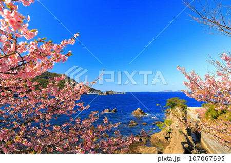 【【大分県】晴天の四浦半島の深良津の河津桜(津久見) 【【大分県】晴天の四浦半島の深良津の河津桜(津久見) 107067695