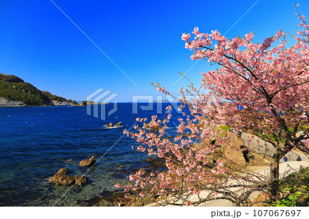【大分県】晴天の四浦半島の深良津の河津桜(津久見) 【大分県】晴天の四浦半島の深良津の河津桜(津久見) 107067697