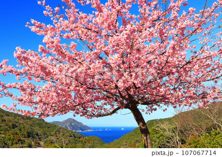 【大分県】晴天の四浦半島の蔵谷の河津桜(津久見) 【大分県】晴天の四浦半島の蔵谷の河津桜(津久見) 107067714