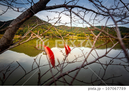 京都の秋、徐々に秋が深まっていく広沢池の畔の景色 京都の秋、徐々に秋が深まっていく広沢池の畔の景色 107067789