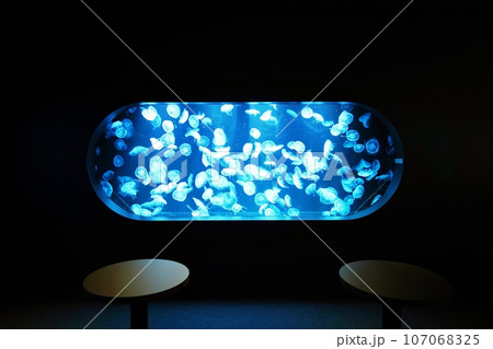 水槽のクラゲ 107068325