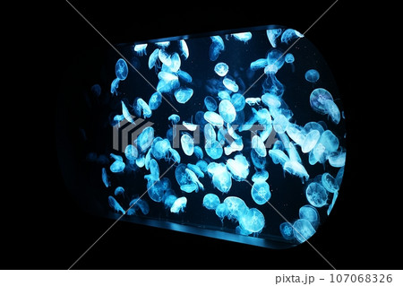 水槽のクラゲ 107068326