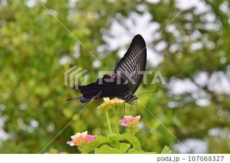 吸蜜するクロアゲハ　三重 107068327