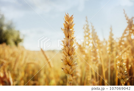 Triticale grain on sunlit golden field with blue sky. Summer or autumn grain crop season. Harvest landscape. Wheat and rye. Gluten. Agriculture and farming. Grain drain. Pesticides 107069042
