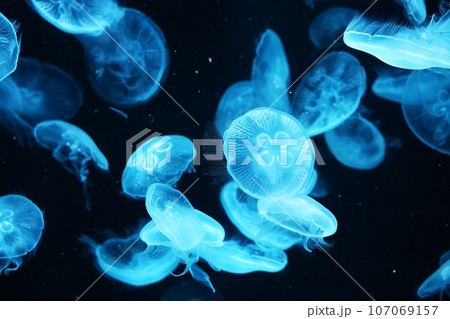 ミズクラゲ ミズクラゲ 107069157