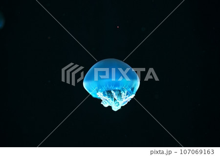 クラゲ 107069163
