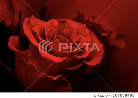 Red rose on a red dark background illuminated by red light, Valentine's Day concept. Red rose on a red dark background illuminated by red light, Valentine's Day concept. 107069495