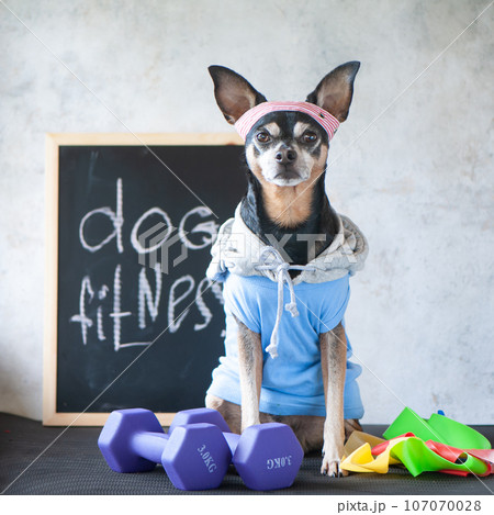 Dog fitness. Fitness and healthy lifestyle for pet. Dog trainer portrait in studio surrounded by sports equipment Dog fitness. Fitness and healthy lifestyle for pet. Dog trainer portrait in studio surrounded by sports equipment 107070028