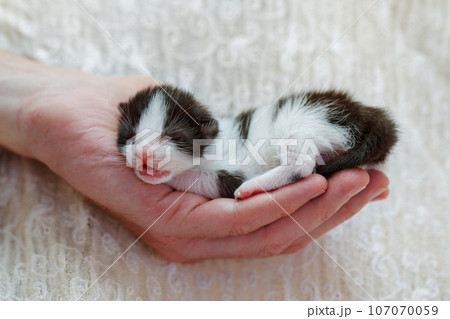 Little kitten. Black and white kitten slipping on human hand Little kitten. Black and white kitten slipping on human hand 107070059