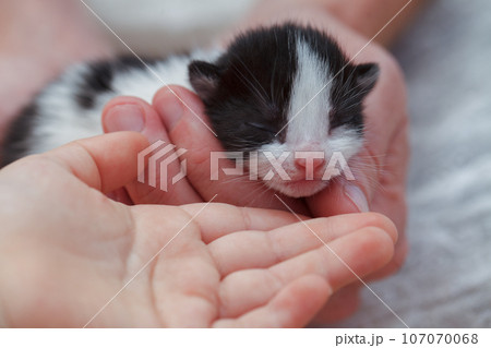 Newborn kitten in hand, closeup. Love and care concept Newborn kitten in hand, closeup. Love and care concept 107070068