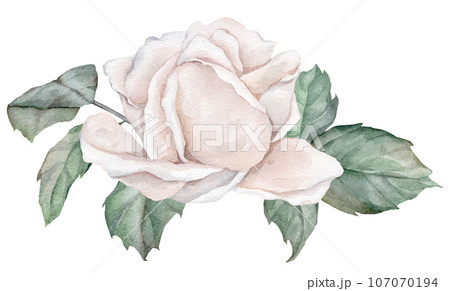 White roses watercolor illustration. hand drawn, isolated white background, flower clipart. for bouquets, wreaths, arrangements, wedding invitations, anniversary, birthday, postcards, greetings 107070194