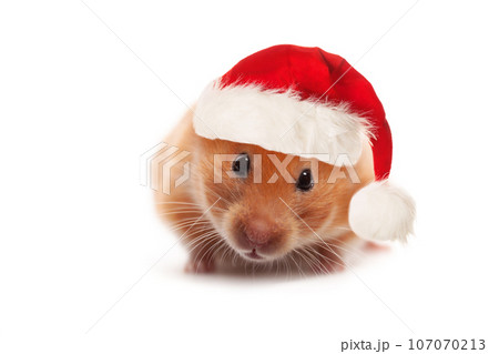 Cute Syrian Hamster wearing red Santa hat isolated on white background Cute Syrian Hamster wearing red Santa hat isolated on white background 107070213