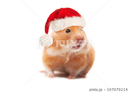 Christmas concept. Hamster wearing red Santa hat isolated on white background Christmas concept. Hamster wearing red Santa hat isolated on white background 107070214