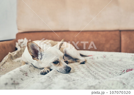 A tired chihuahua sleeps alone on the sofa in the living room. With a space to copy. The dog is lying on the bed, resting in the house in comfort and safety. High quality photo 107070320