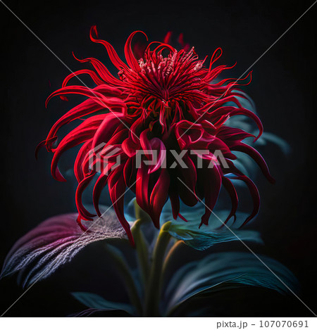 Beautiful flower of red monarda or garden bergamot on a dark background Beautiful flower of red monarda or garden bergamot on a dark background 107070691