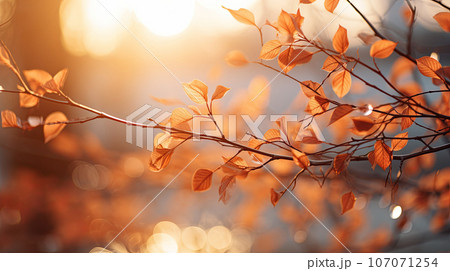 Closeup of leaves on a branch in autumn. autumn background Closeup of leaves on a branch in autumn. autumn background 107071254