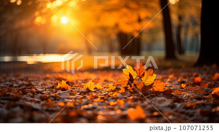 The road in the park strewn with autumn leaves. Autumn landscape of the long road. autumn concept. The road in the park strewn with autumn leaves. Autumn landscape of the long road. autumn concept. 107071255