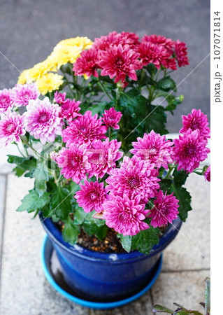 鉢植えの色鮮やかな小菊の花 鉢植えの色鮮やかな小菊の花 107071814
