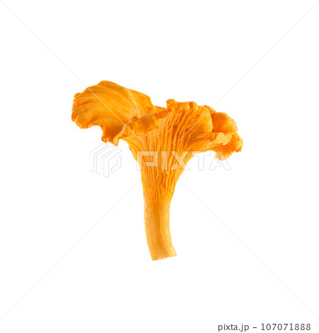 Chanterelle or girolle mushroom isolated on white background 107071888