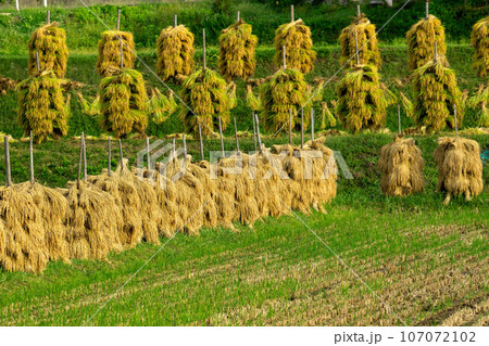 稲杭に干された稲 107072102