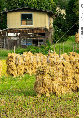 稲杭に干された稲 107072104