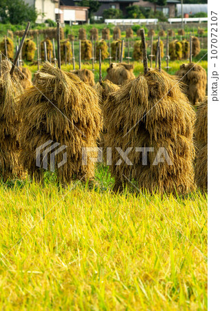 稲杭に干された稲 稲杭に干された稲 107072107